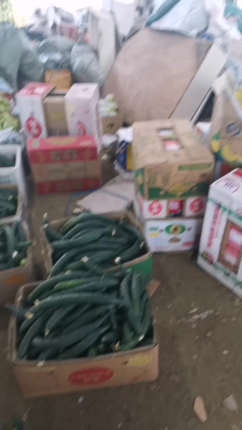 鲜花黄瓜