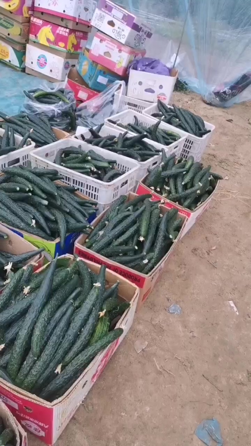 鲜花黄瓜