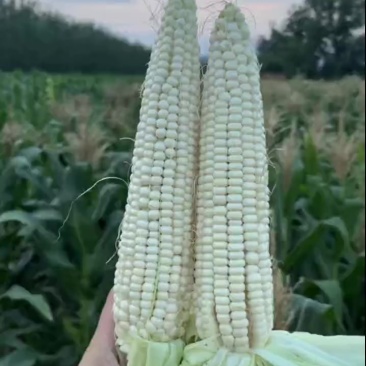 糯玉米，自家种植，天然无公害，味糯香甜