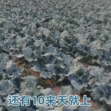 耐寒优秀西兰花