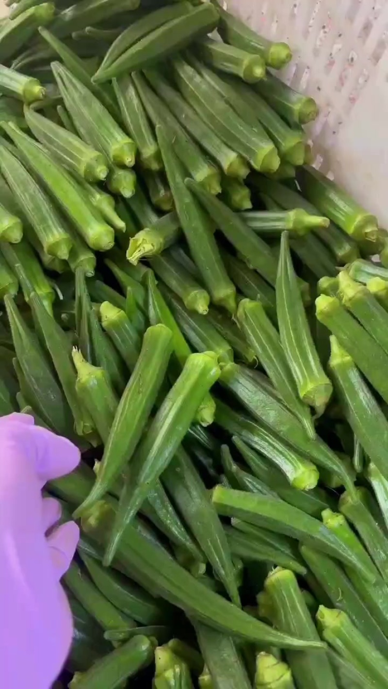 秋葵