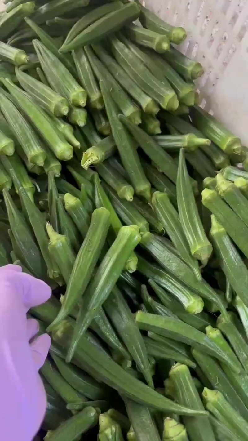 秋葵