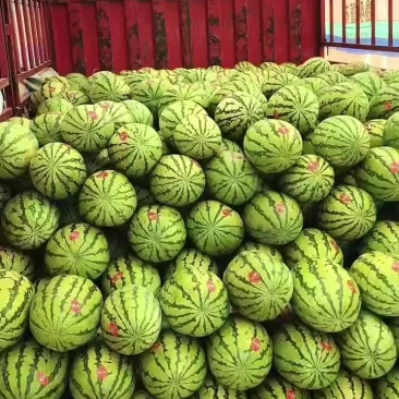 金花一号，石头瓜已经大量上市了，糖度在13个，质量杠杠的