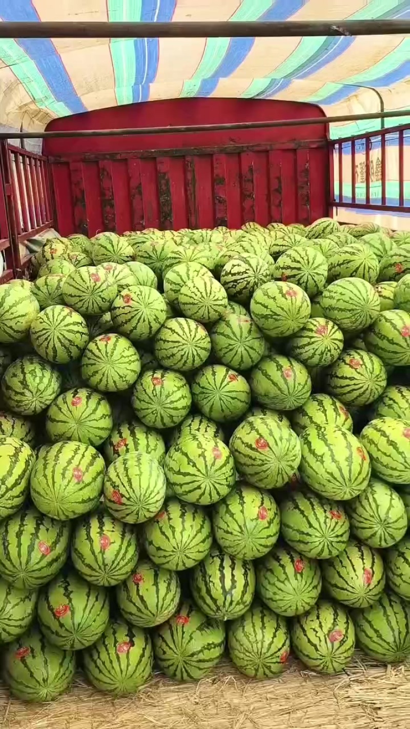 金花一号，石头瓜已经大量上市了，糖度在13个，质量杠杠的