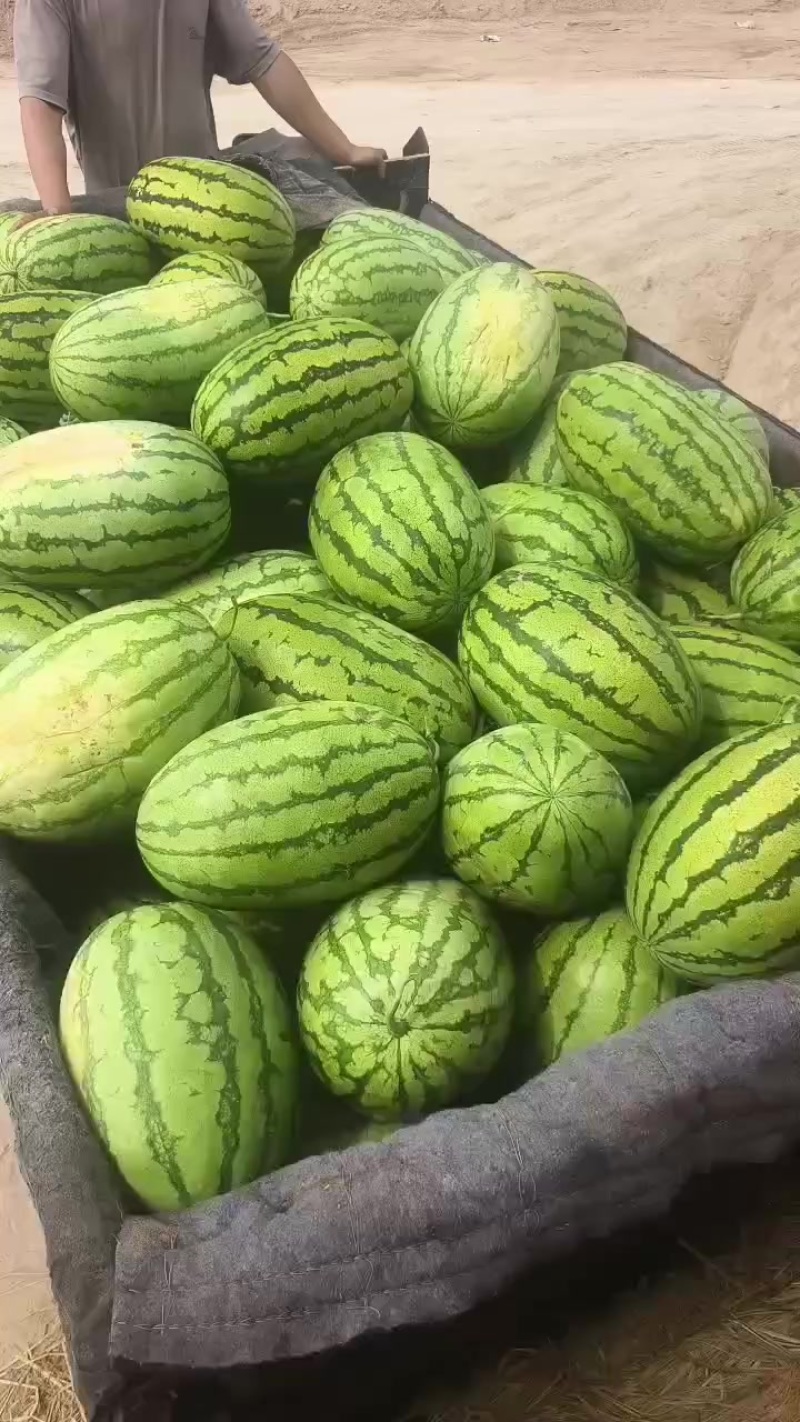 金花一号，石头瓜已经大量上市了，糖度在13个，质量杠杠的
