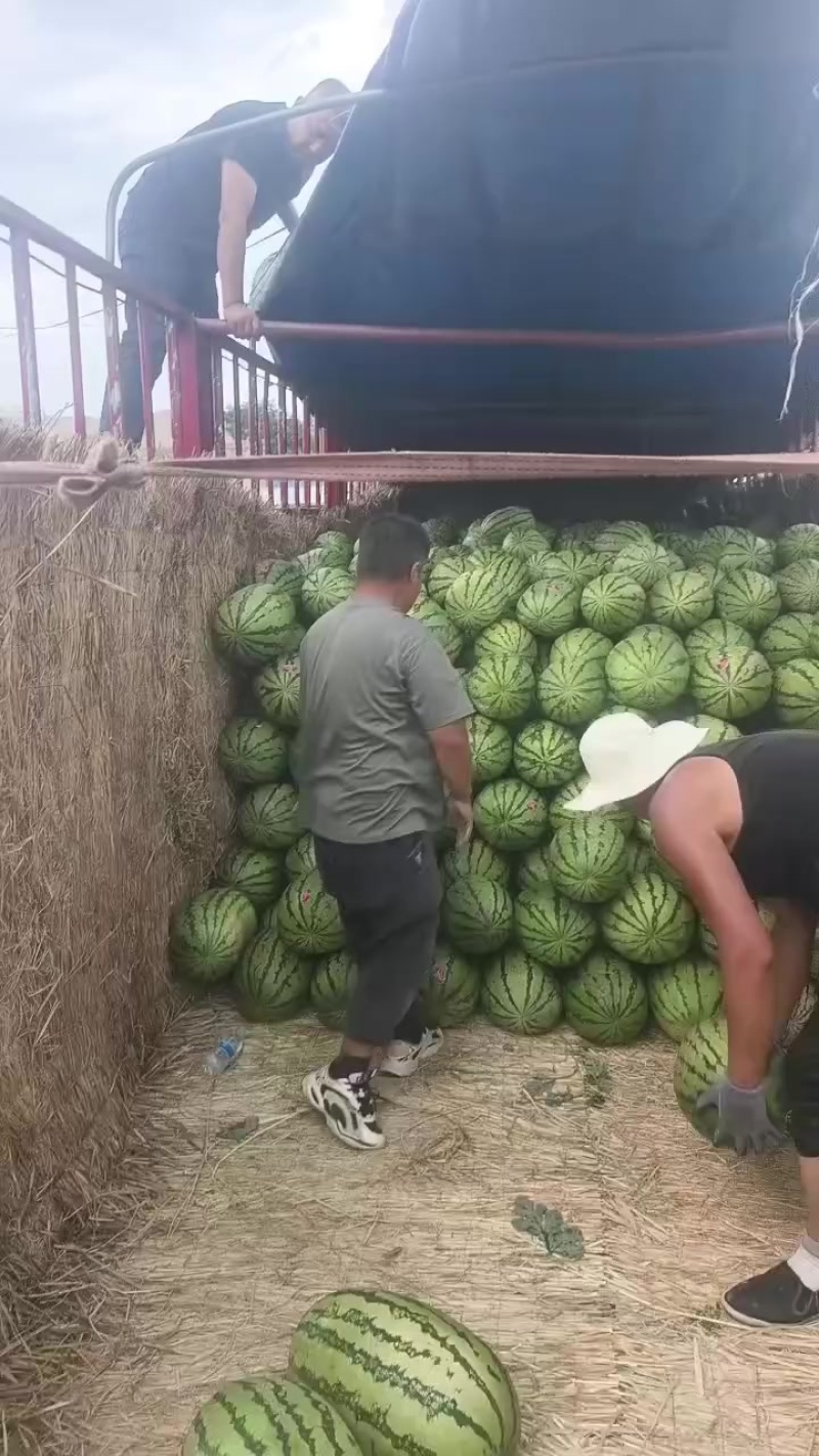 金花一号，石头瓜已经大量上市了，糖度在13个，质量杠杠的