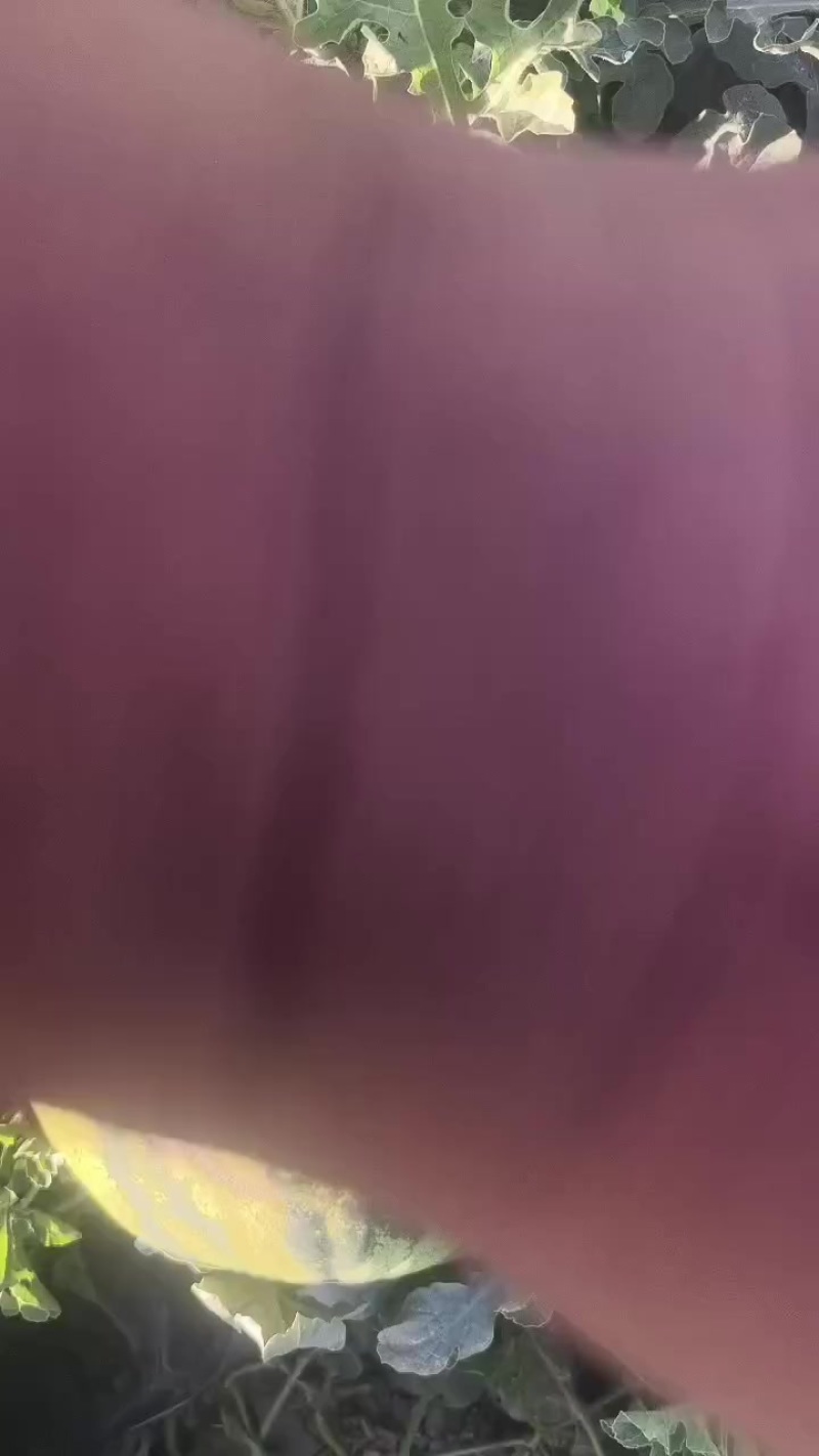 金花一号，石头瓜已经大量上市了，糖度在13个，质量杠杠的