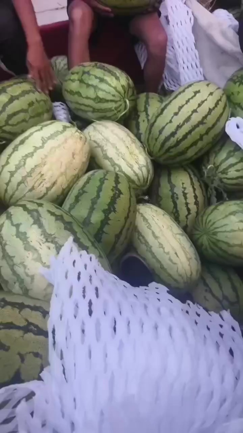 金花一号，石头瓜已经大量上市了，糖度在13个，质量杠杠的