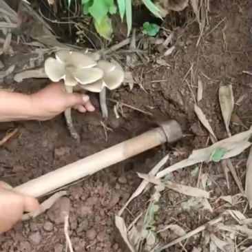 野生鸡纵菌