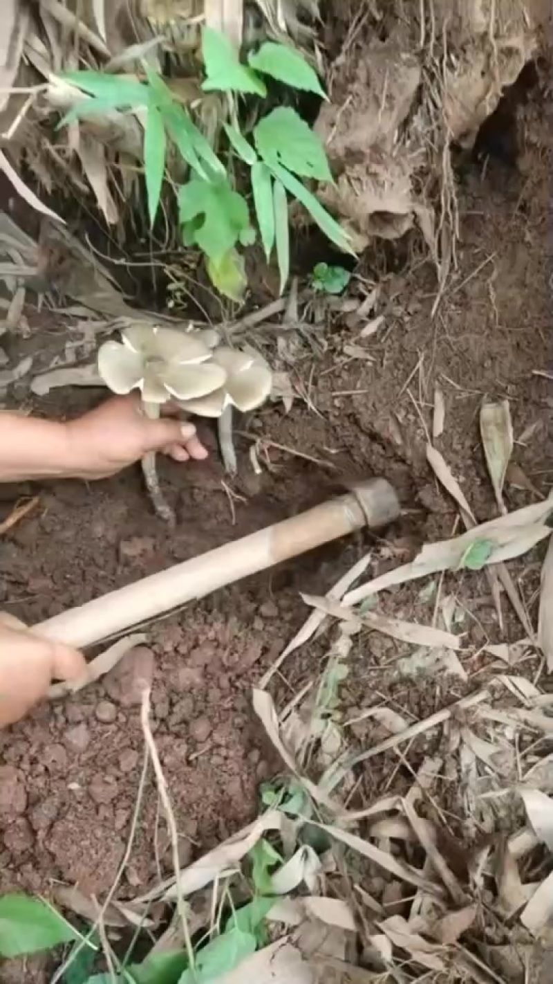 野生鸡纵菌