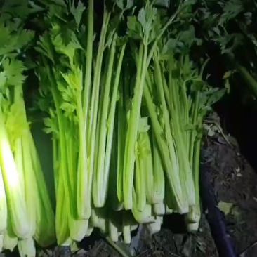 宁夏小芹菜