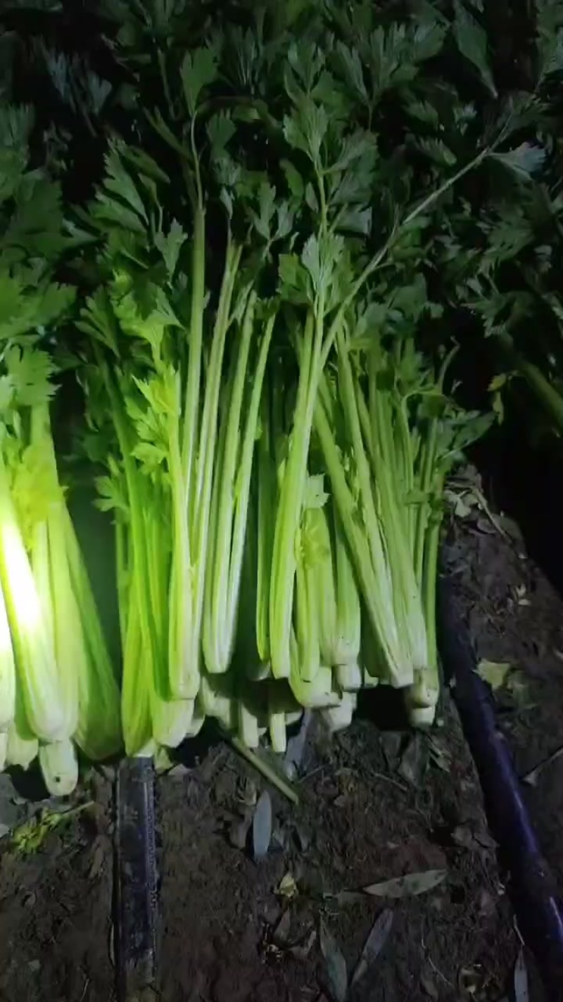 宁夏小芹菜