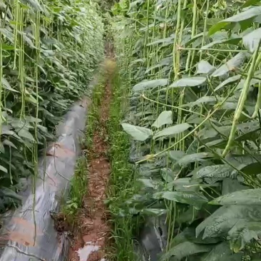 豆角