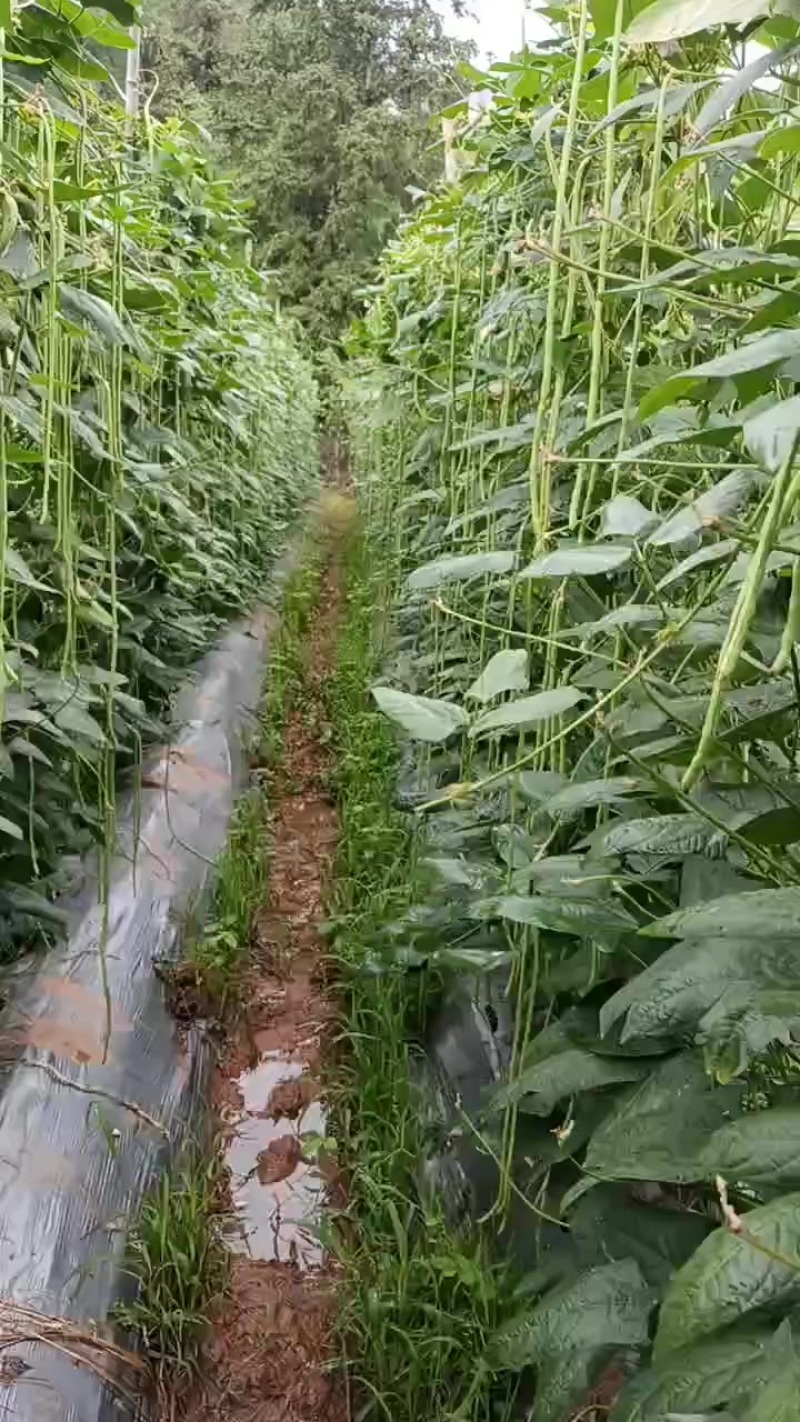豆角
