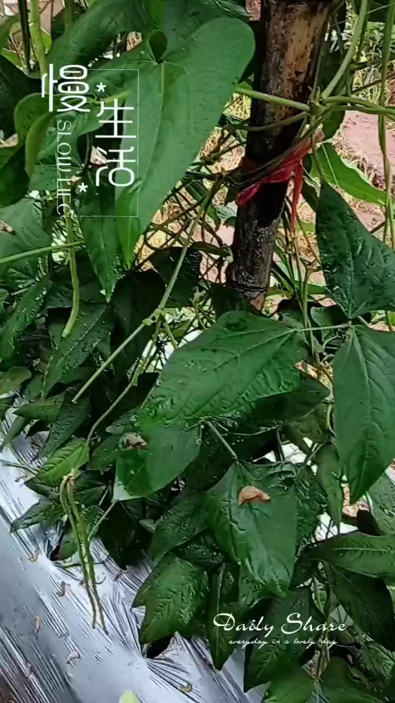 豆角