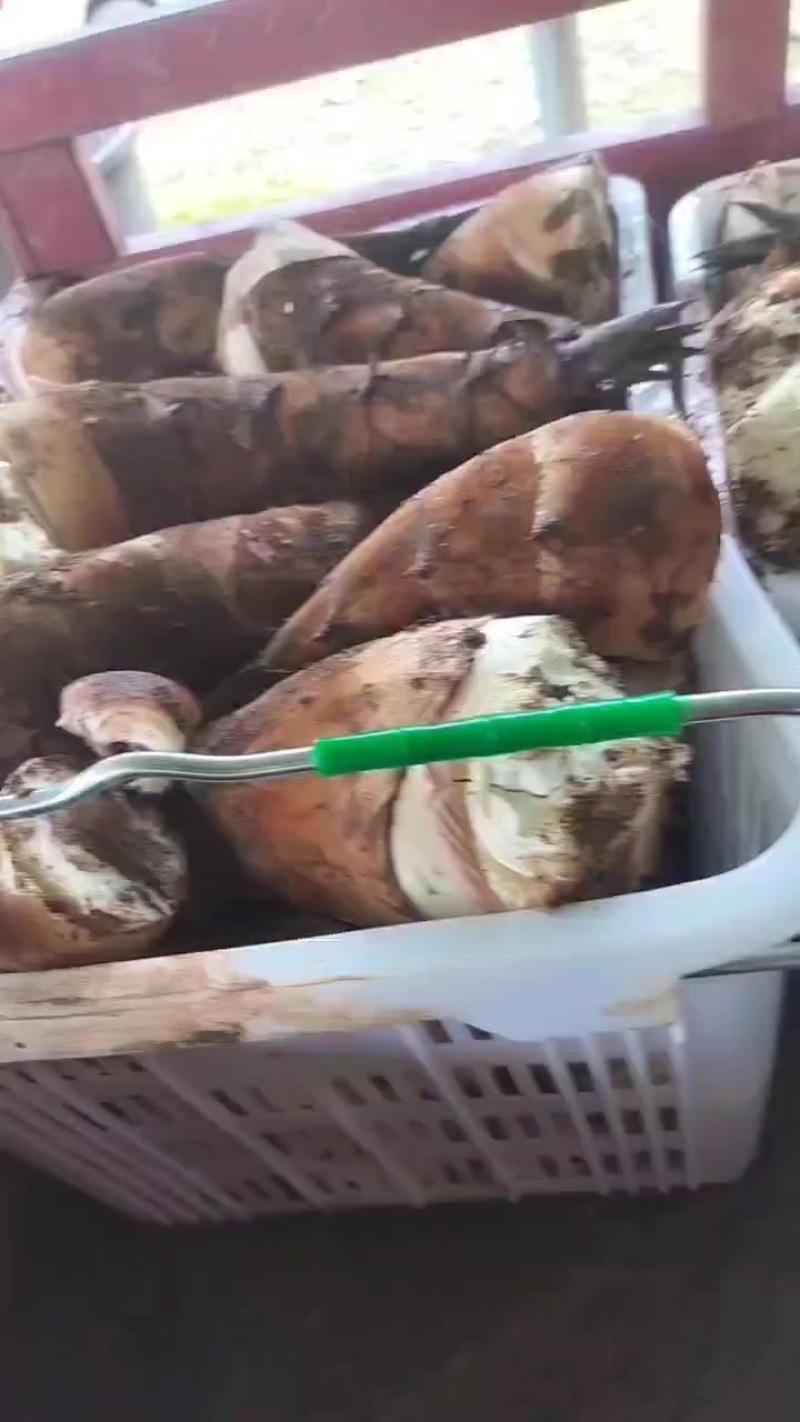 云南甜竹笋