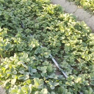 天仙醉草莓苗