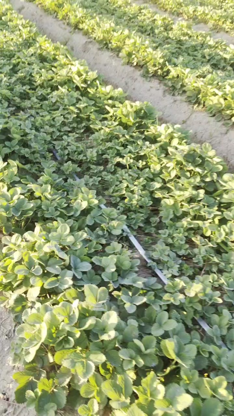 天仙醉草莓苗