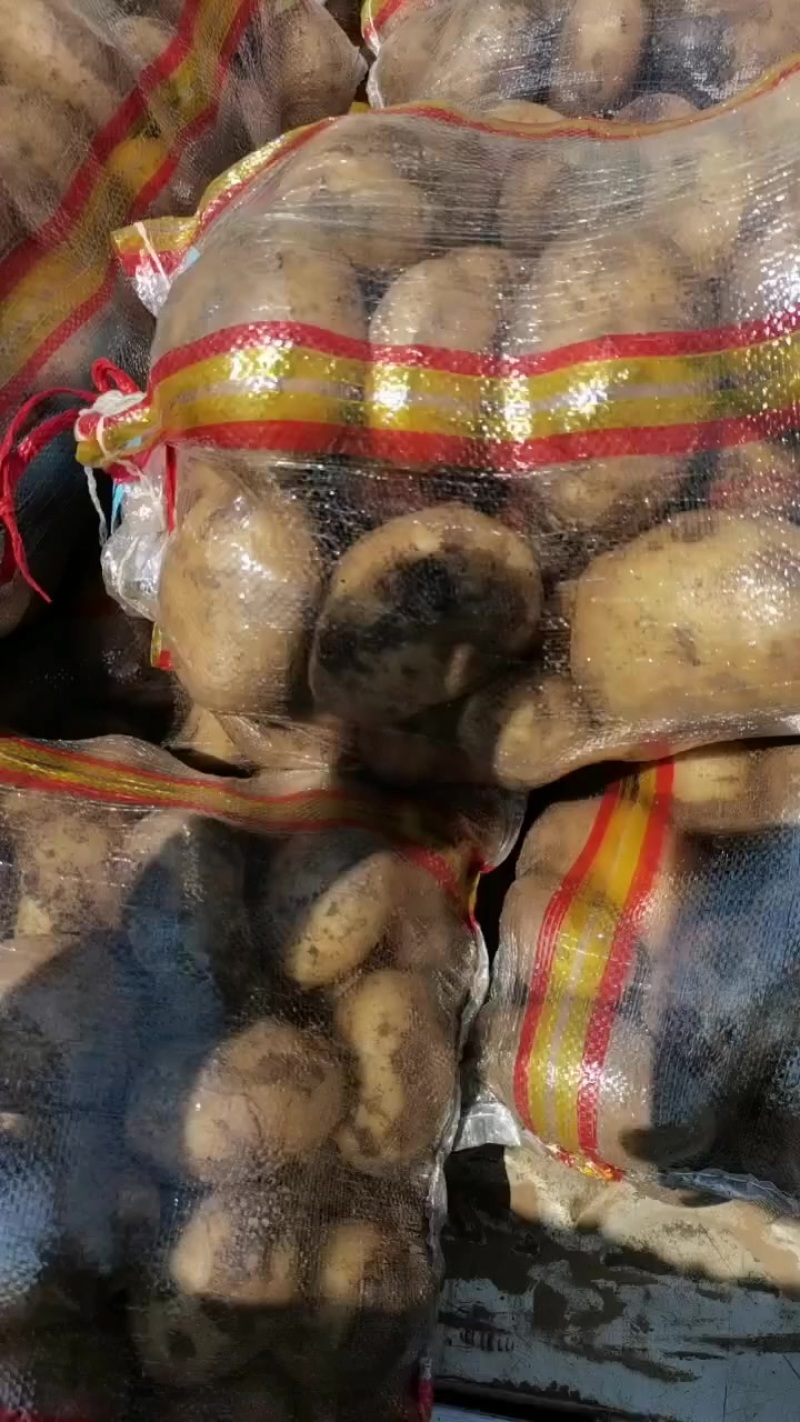 土豆