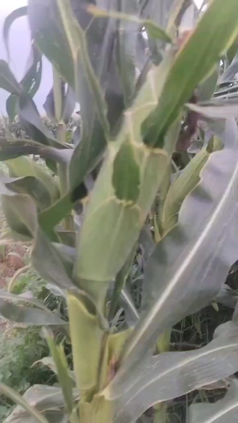 水果玉米甜玉11