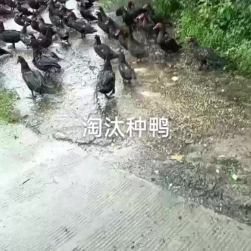 玉土公母鸭番鸭