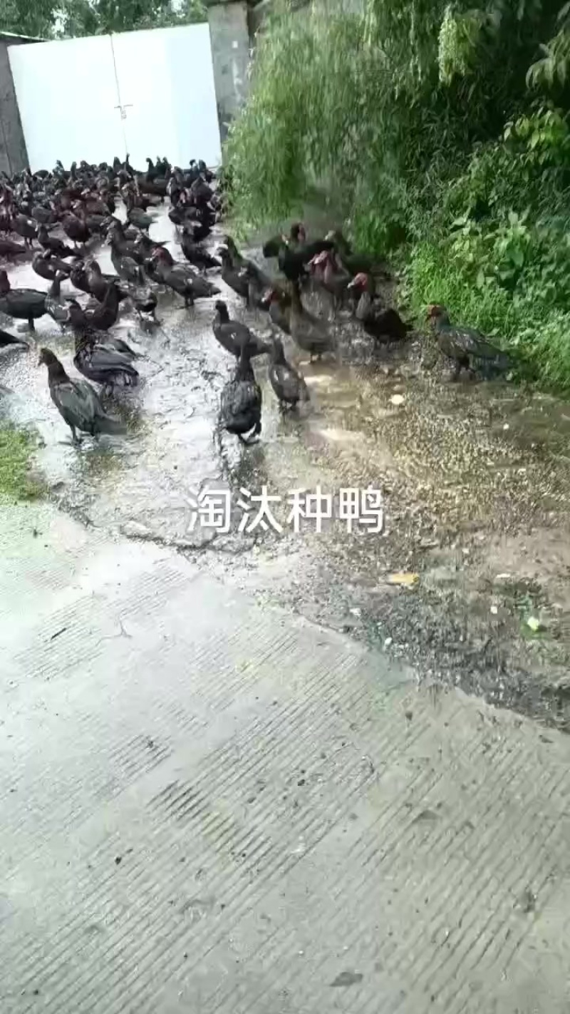 玉土公母鸭番鸭