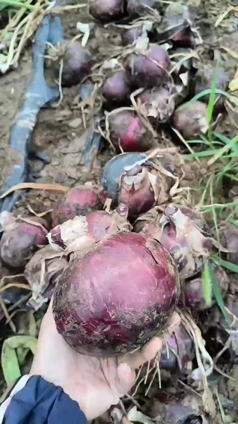河北大红洋葱黄洋葱