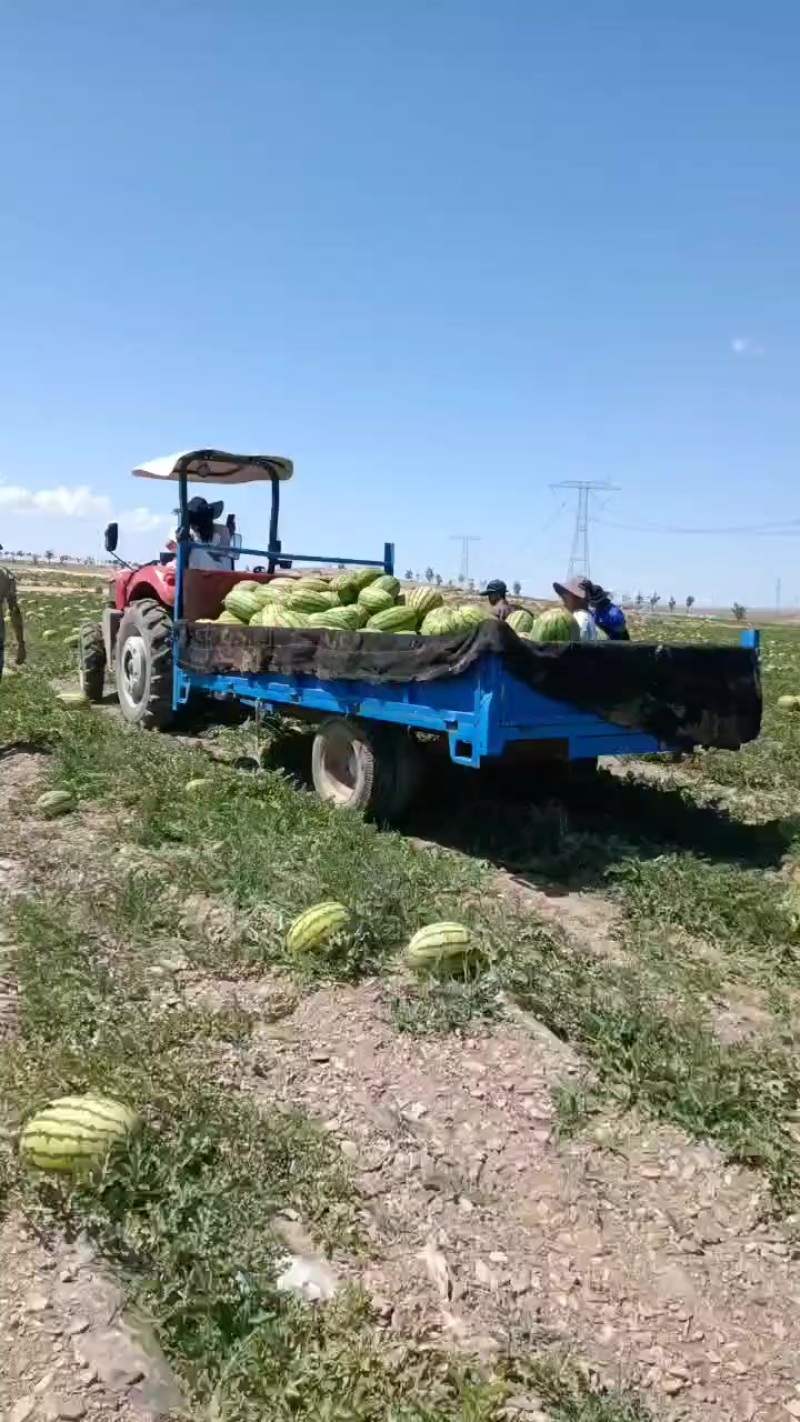 正宗中宁硒砂瓜，石头瓜