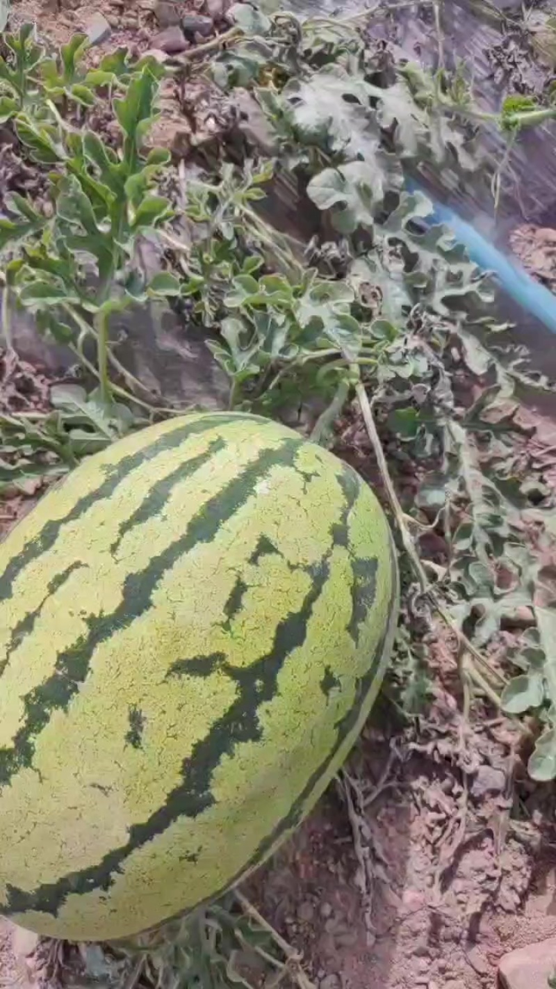 正宗中宁硒砂瓜，石头瓜