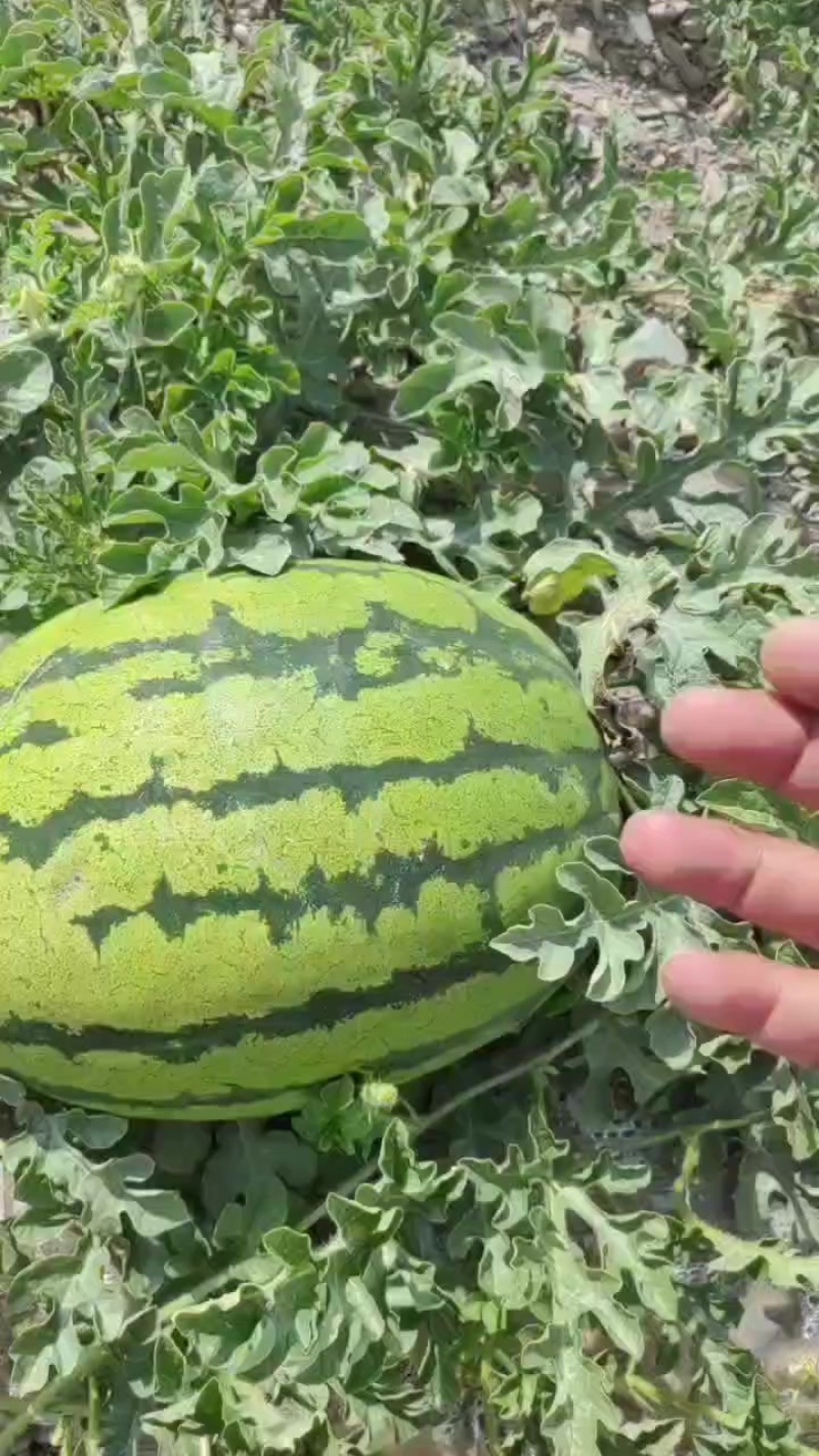 正宗中宁硒砂瓜，石头瓜