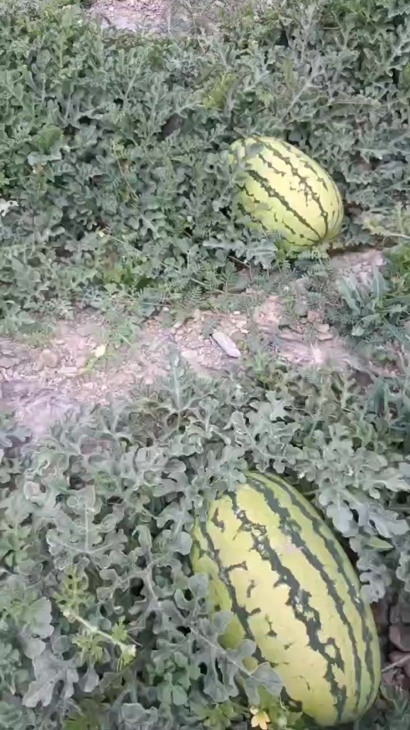 正宗中宁硒砂瓜，石头瓜