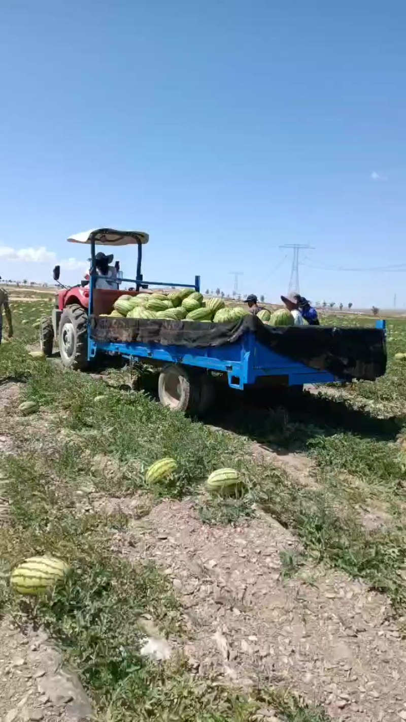 正宗中宁硒砂瓜，石头瓜