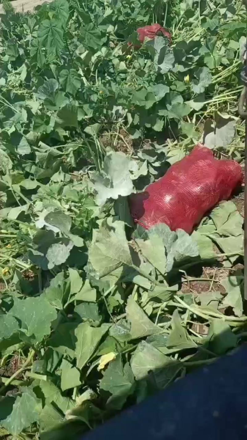 大量上市，按需要包装，有雨点板栗，花板栗