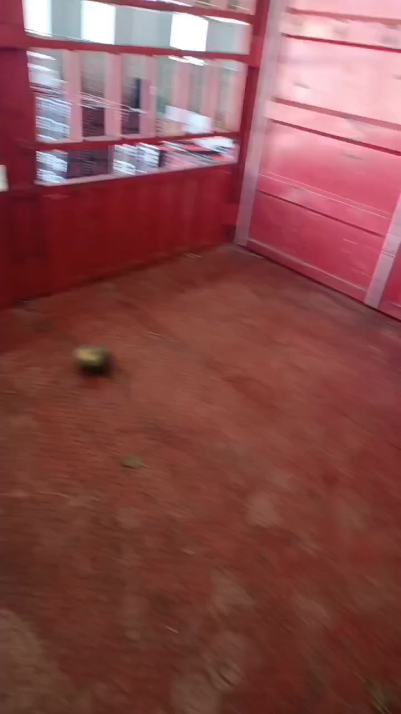 大量上市，按需要包装，有雨点板栗，花板栗