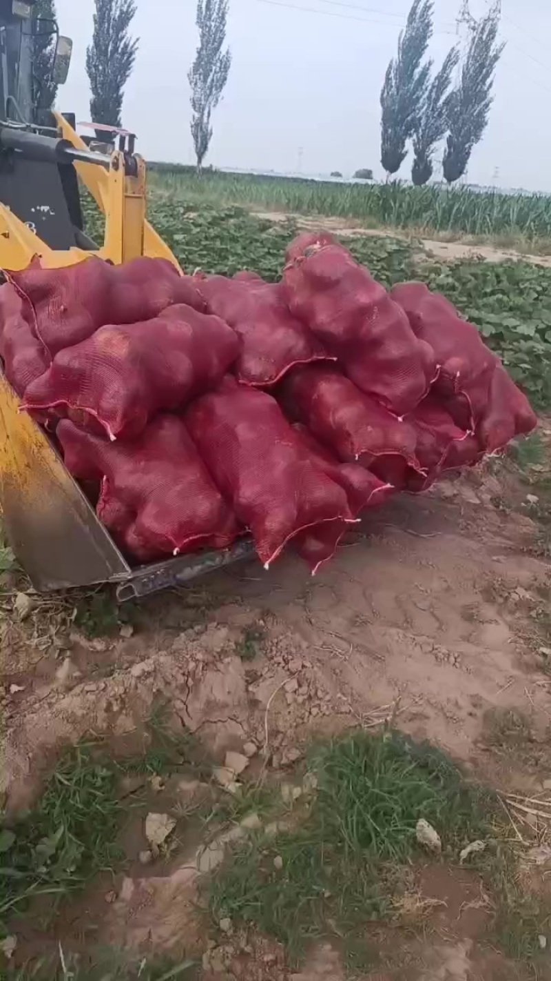 大量上市，按需要包装，有雨点板栗，花板栗