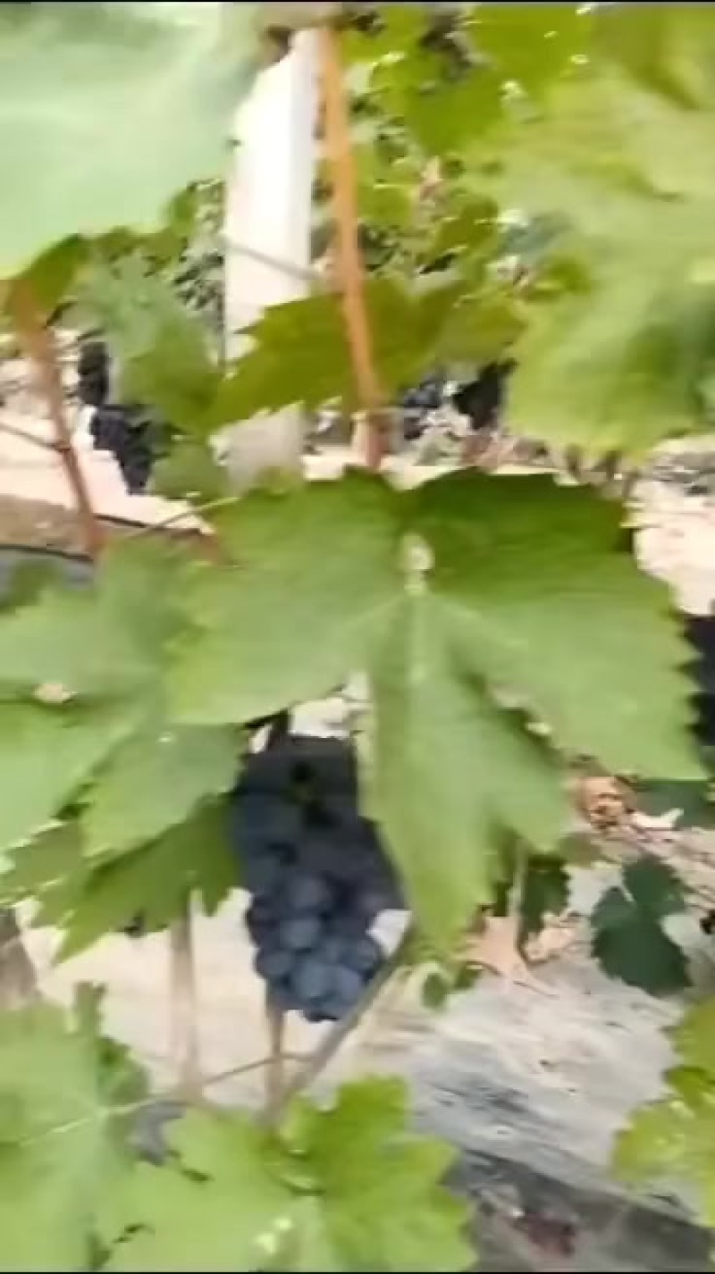 玫瑰香葡萄