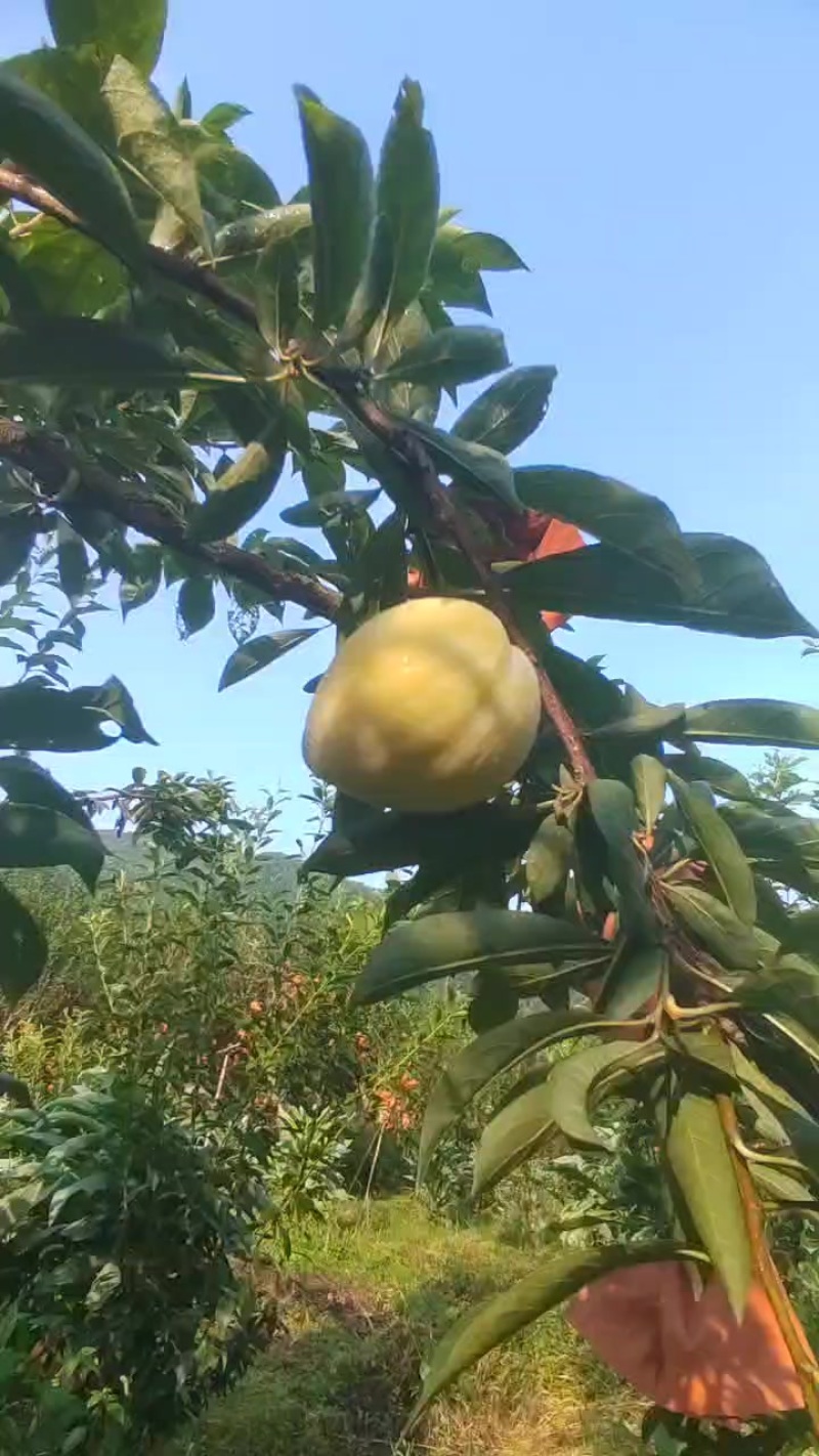 黄金奈李