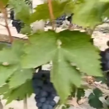 玫瑰香葡萄