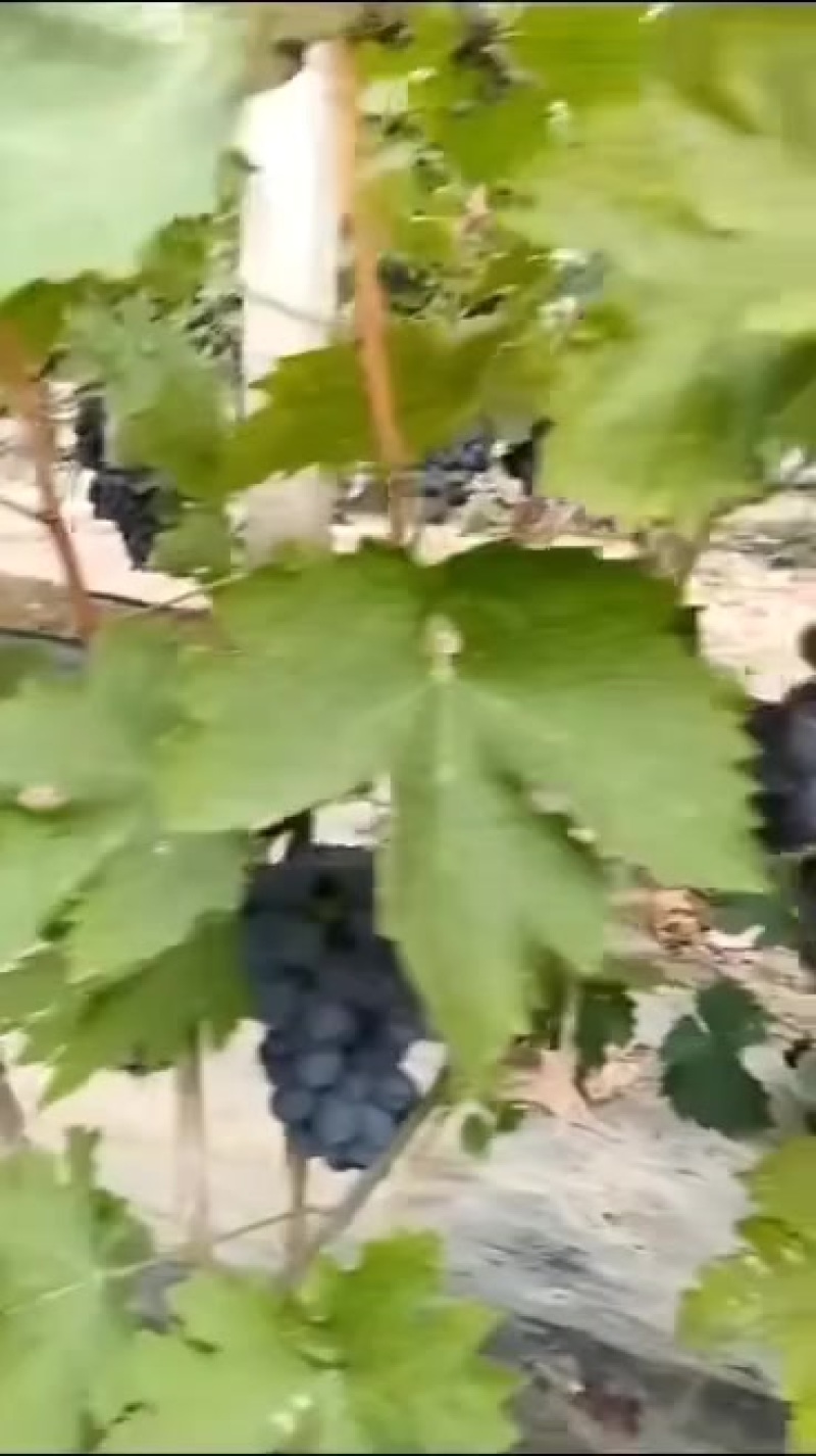 玫瑰香葡萄