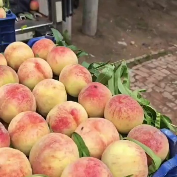 中桃系列红不软产地精品果