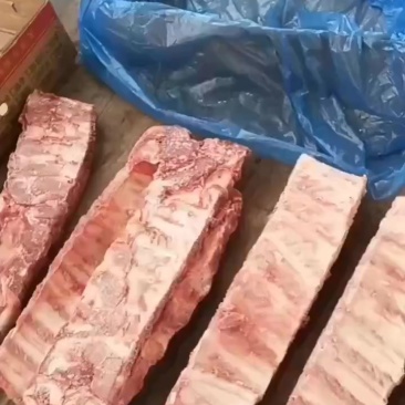 母猪宽寸排新货新开量大优惠长期有货