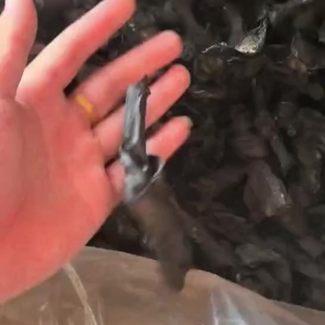 ***无公害海带结