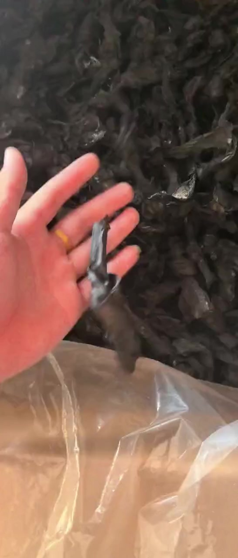 ***无公害海带结