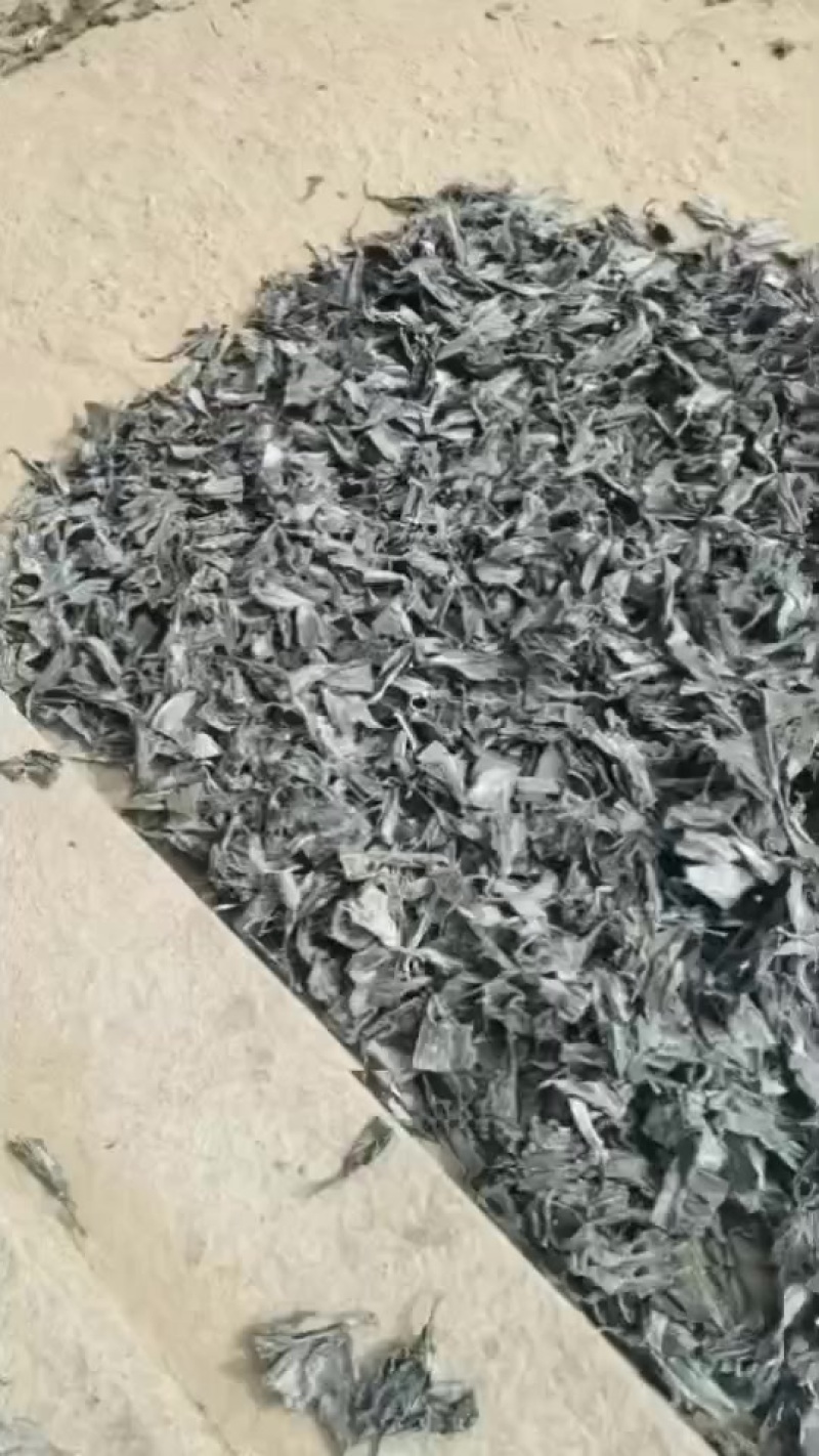 天然无公害海带头