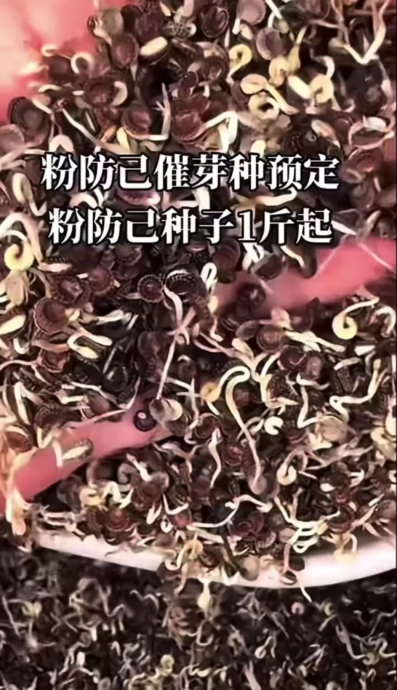 防己