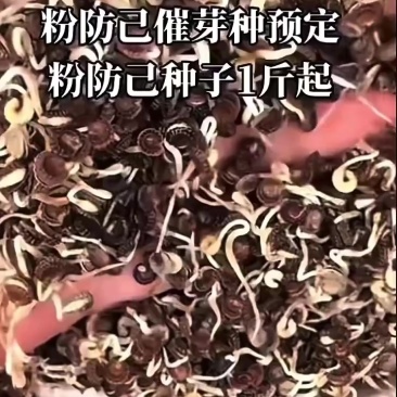 防己