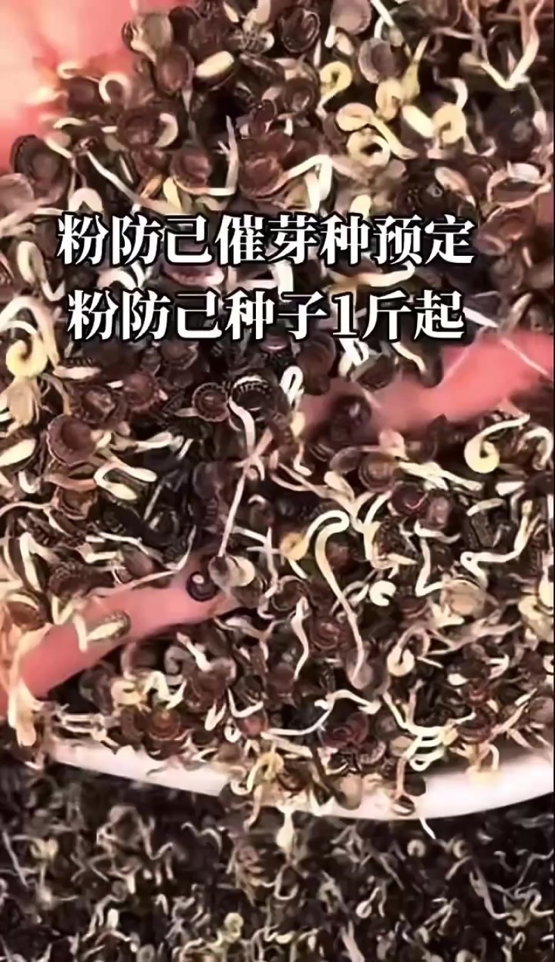 防己