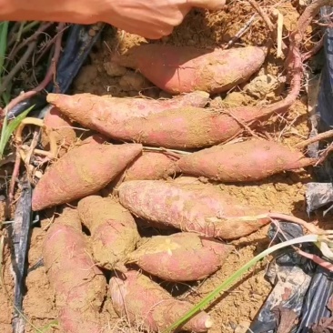 新鲜榴莲蜜薯条形板正无虫无丝