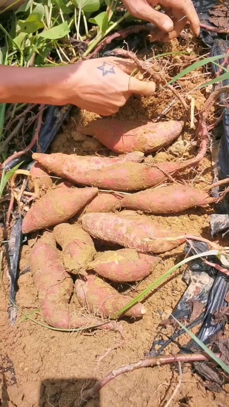 新鲜榴莲蜜薯条形板正无虫无丝