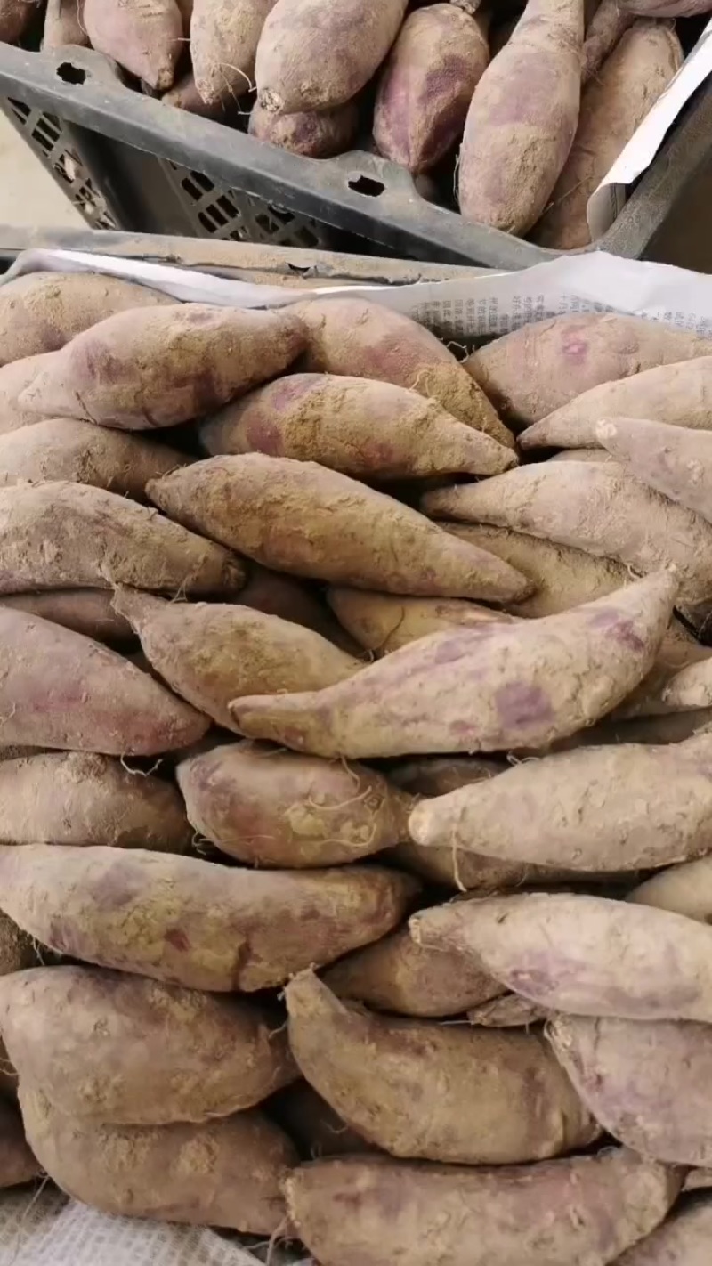 新鲜榴莲蜜薯条形板正无虫无丝